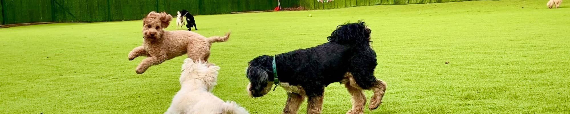 Dogs playing in enclosure