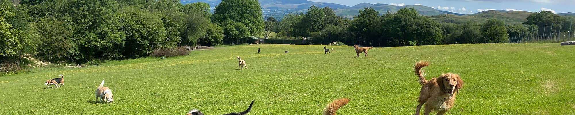 Dogs playing in Ruthin field