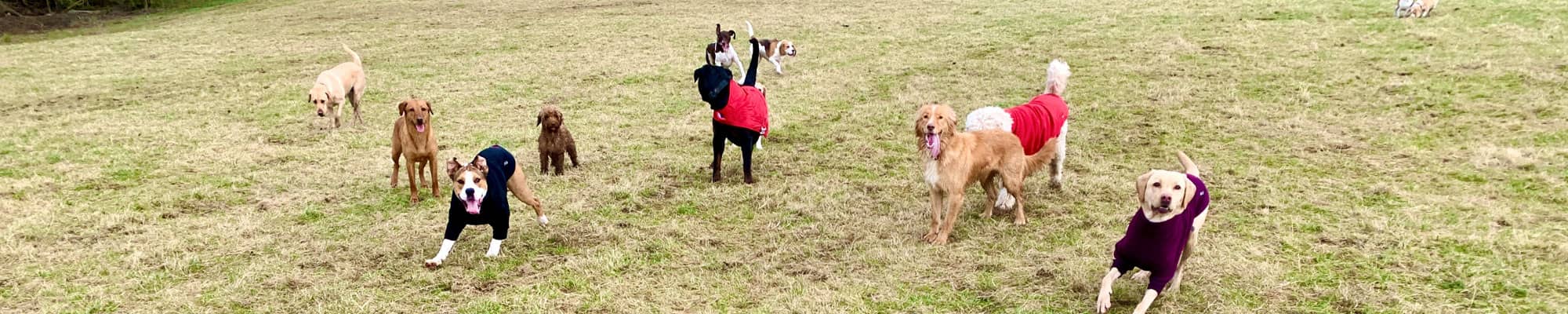 Dogs at doggy daycare in Ruthin