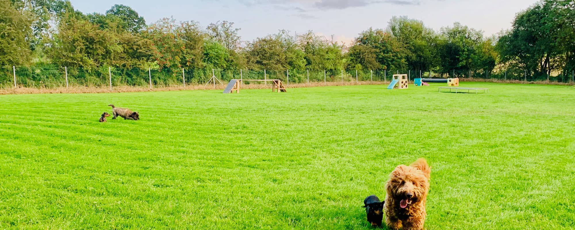 Dogs playing at Four Paws Inn, Ruthin