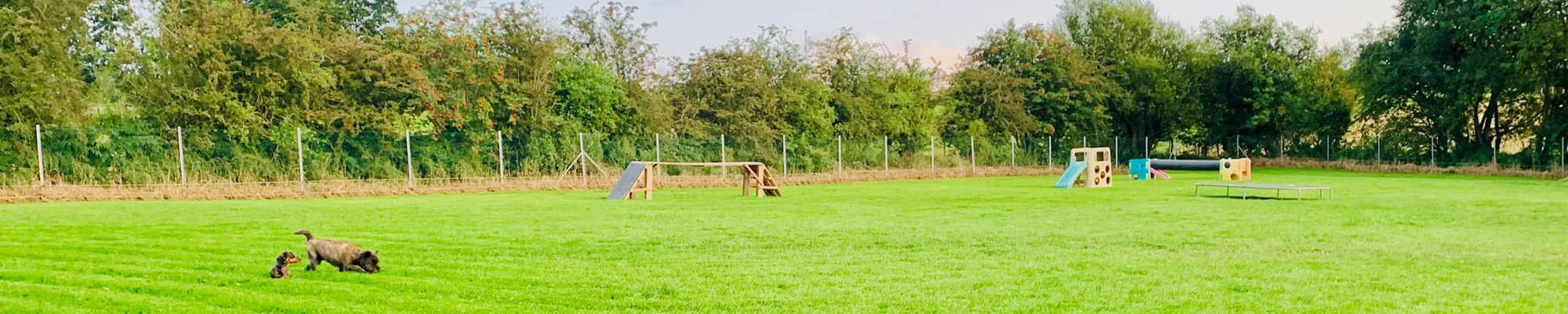 Dogs in field with agility equipment in Ruthin