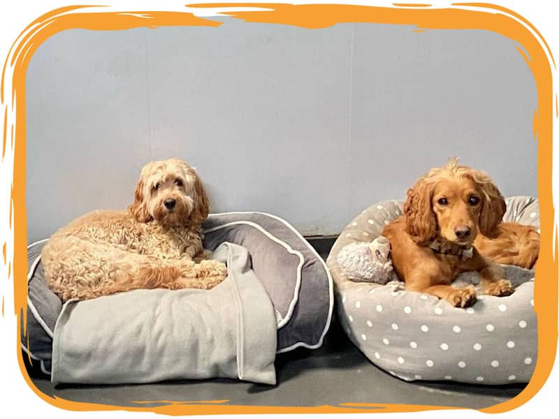Two dogs at boarding kennel