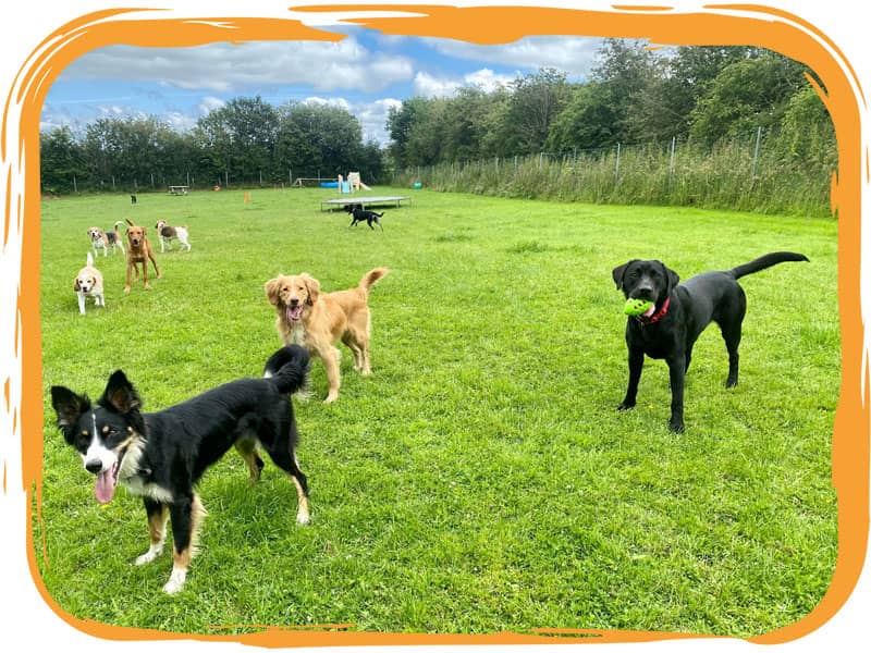 Dogs at safe enclosure North Wales