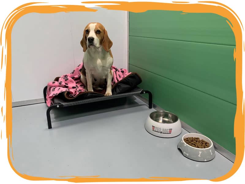 Boarding kennels in Ruthin