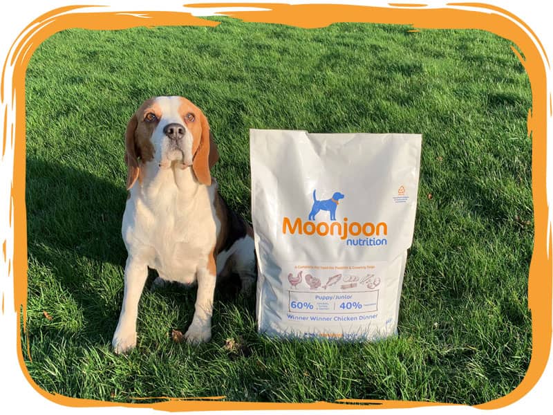 Beagle next to Moonjoon Nutrition dog food